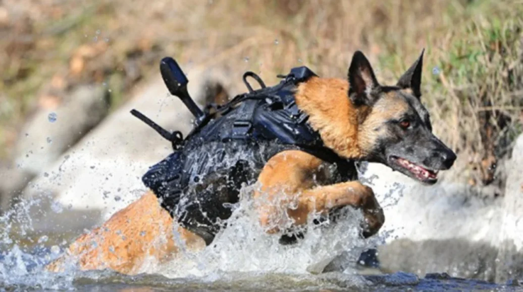 Fearless Belgians: A Beer, A Dog, and an Unyielding Soldier
