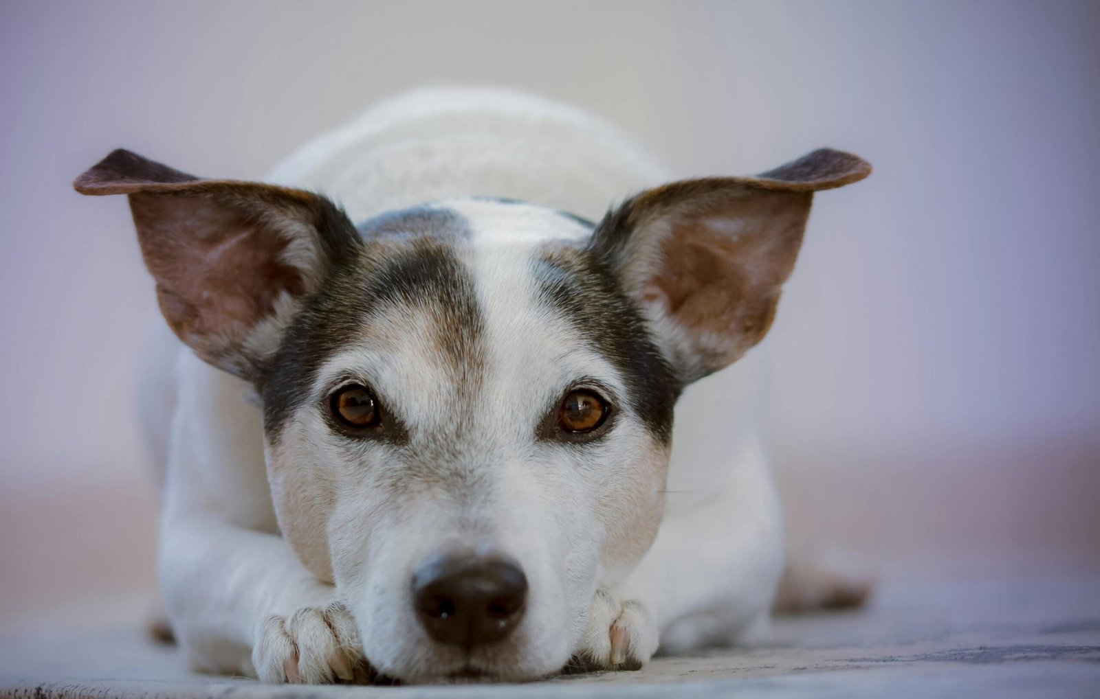 India’s Supreme Court Rules Against Sheltering Stray Dogs