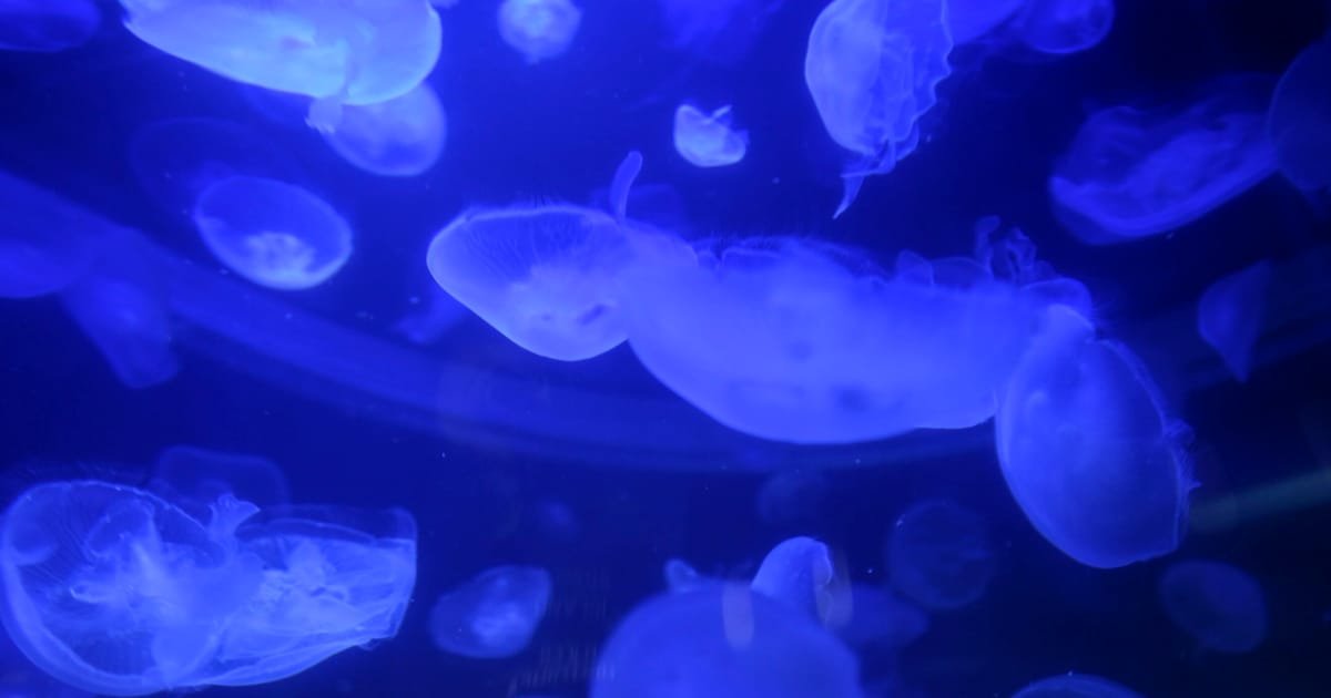 Jellyfish Swarm Forces Shutdown of French Nuclear Reactors