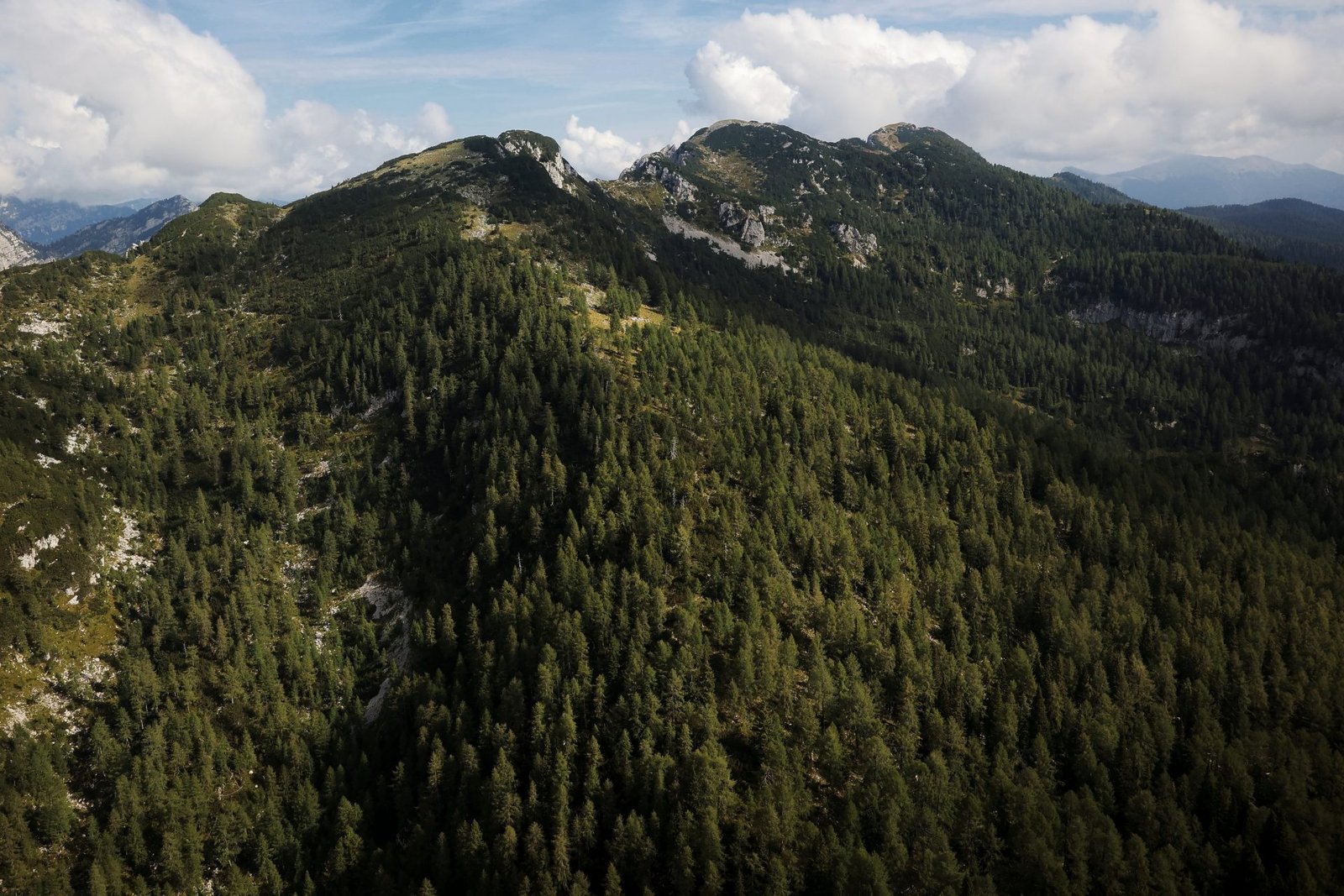 Ministers of the Informal Forest Group Address Challenges Facing European Forests