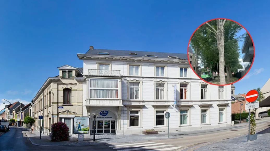 Ninove Trims 6 Silver Maples Amid Local Debate
