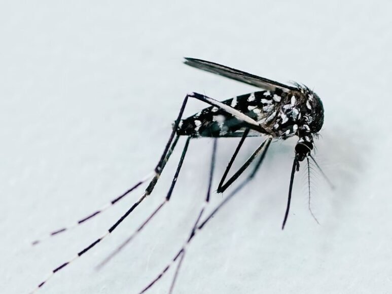 Surge in Mosquito-Borne Diseases: Record West Nile Cases Reported in Italy