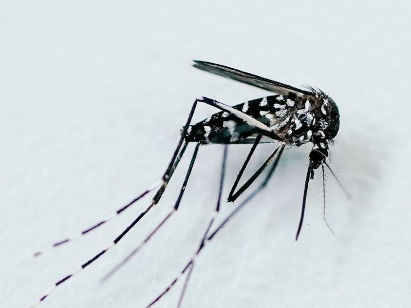 Surge in Mosquito-Borne Diseases: Record West Nile Cases Reported in Italy