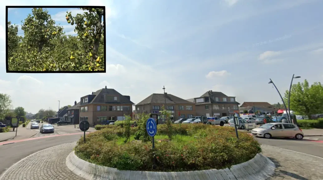 Waste Warriors to Harvest 70,000 kg of Pears in Vlezenbeek