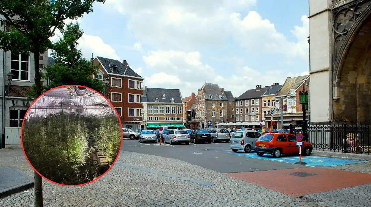 Authorities Confiscate 700 Cannabis Plants in Tongeren-Borgloon