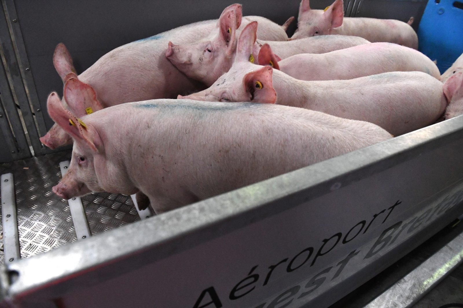 China to Impose Provisional Anti-Dumping Duties on European Pork
