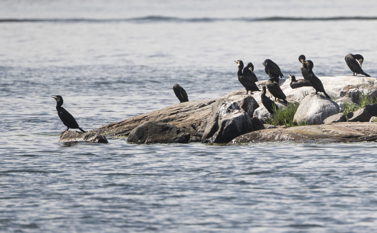 Discussion in the EU on Actions Addressing Cormorant Issues