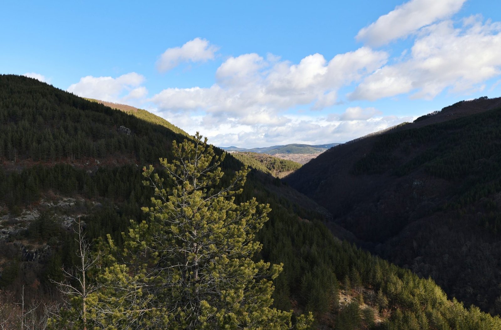 European Study Presents Unique Model for Forest Management in Rhodopes Forestry Cooperatives