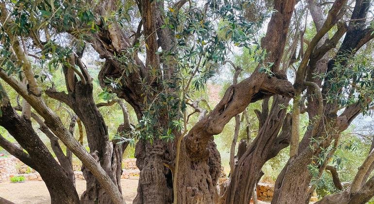 ‘Our livelihoods have been cut off,’ say West Bank farmers before olive harvest