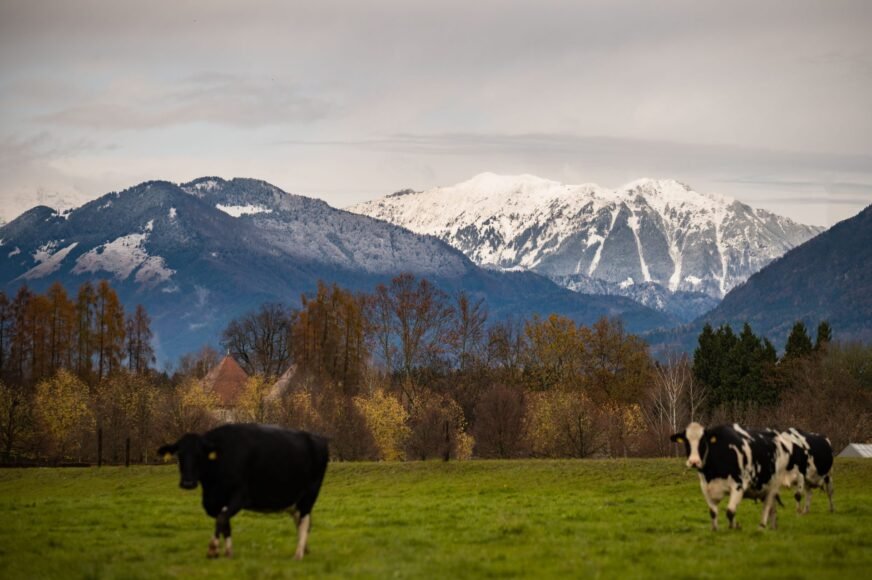 Slovenian Animal Protection Organizations Warn Against the Dangers of the EU-Mercosur Agreement