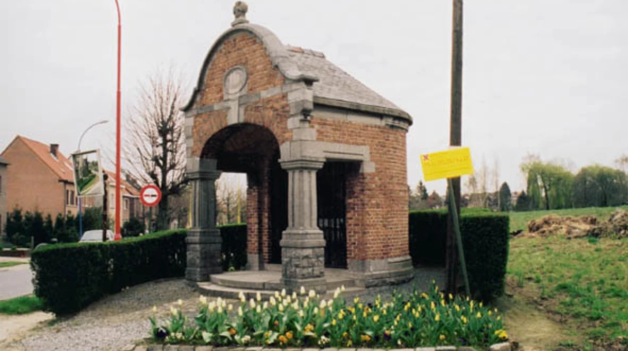 Tree Obstructs Spaanse Lindebaan in Grimbergen, Mayor Launches Investigation