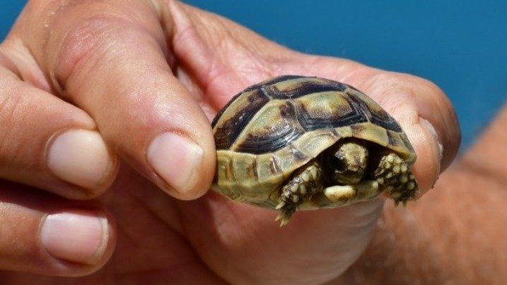 Around 6,100 loggerhead turtle nests found in Kyparissia Bay