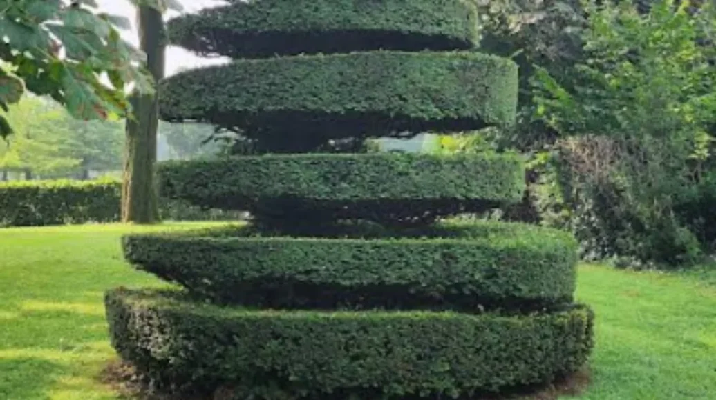 Five sheep help maintain the cemetery greenery in Ixelles