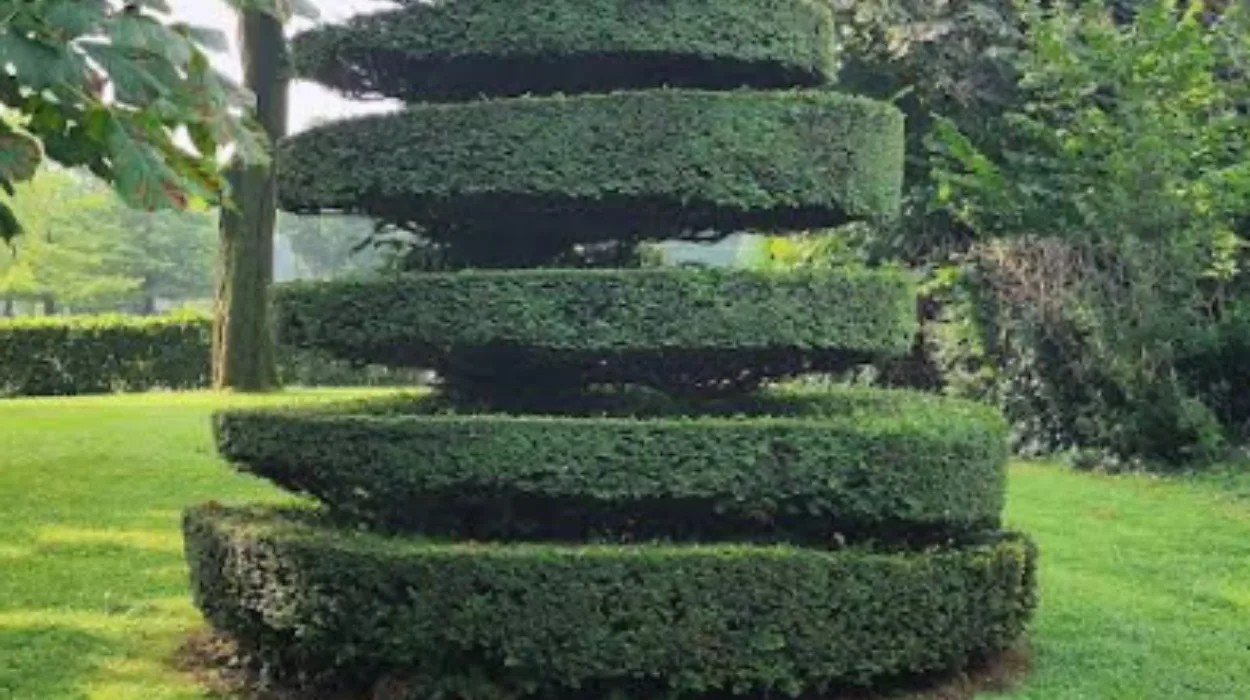 Five sheep help maintain the cemetery greenery in Ixelles