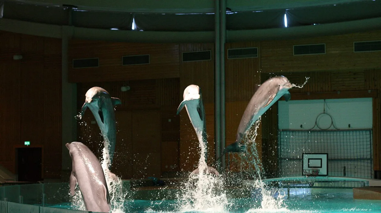 Flanders Prohibits Photos and Hugs with Dolphins at Bruges Park