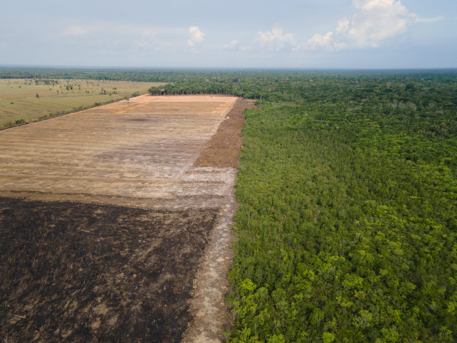 Organization: Postponing Deforestation Regulation Puts Supply Chains at Risk