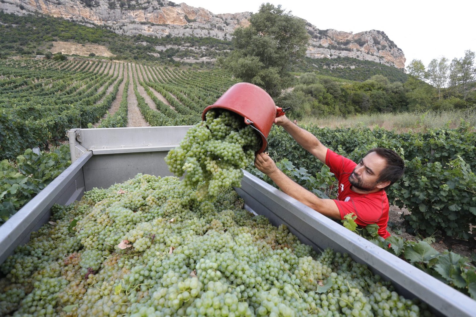 Spain drops to third place in EU wine production in 2025