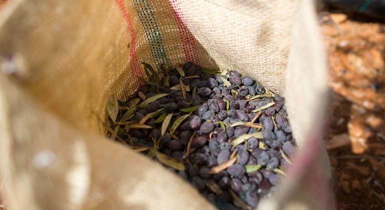 UN Rights Office Raises Alarm Over Rising Israeli Settler Violence During Olive Harvest