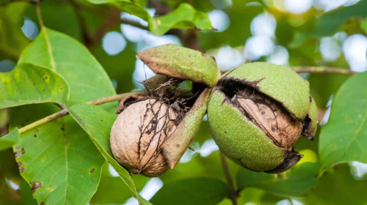 Walnut Borer Flies Threaten Tree of Hugo De Breucker in Merchtem