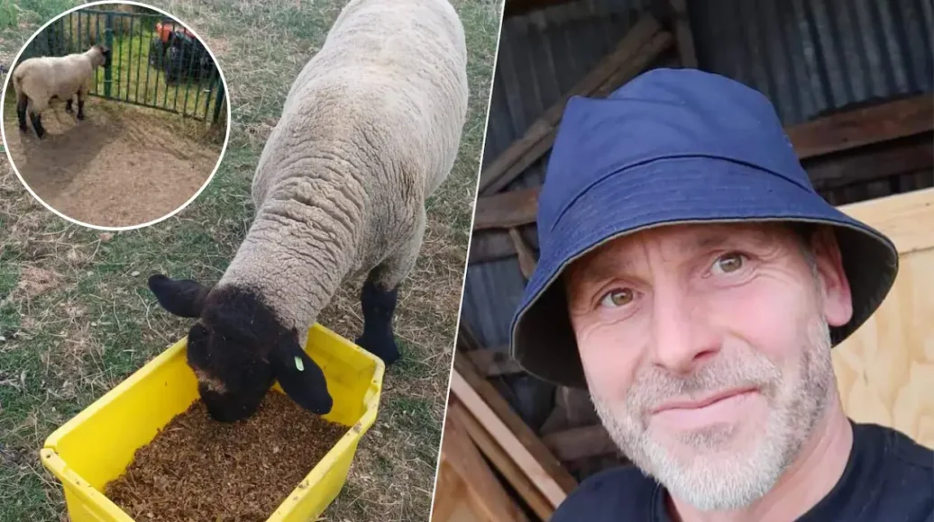 David Bonne’s 80 kg Suffolk ram stolen in Beersel