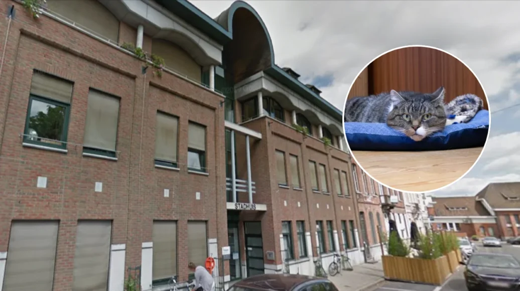 Izegem Town Hall Adopts Shelter Cat Lionel for Mouse Control