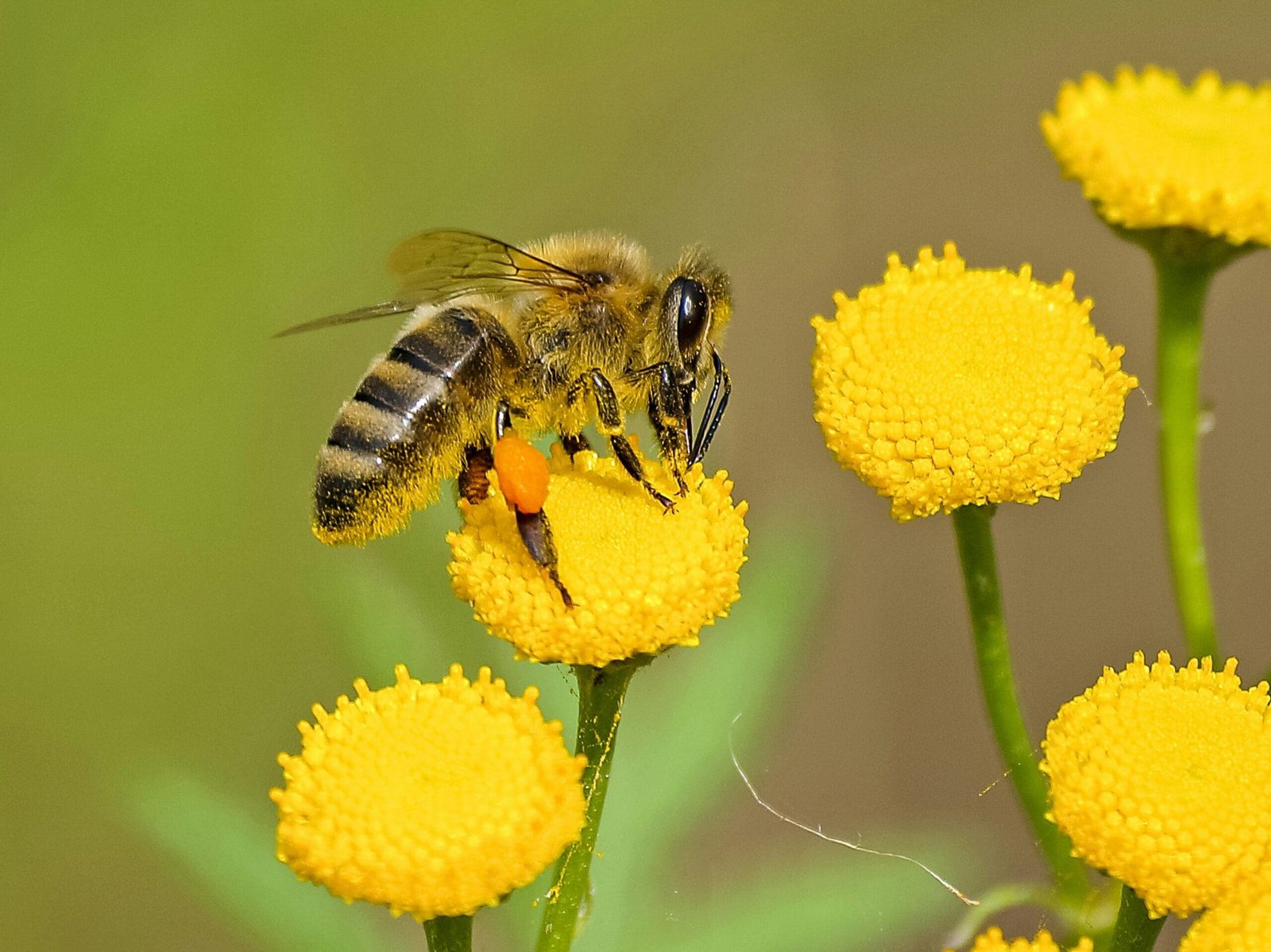 New Horned Bee Species Named ‘Lucifer’ Discovered
