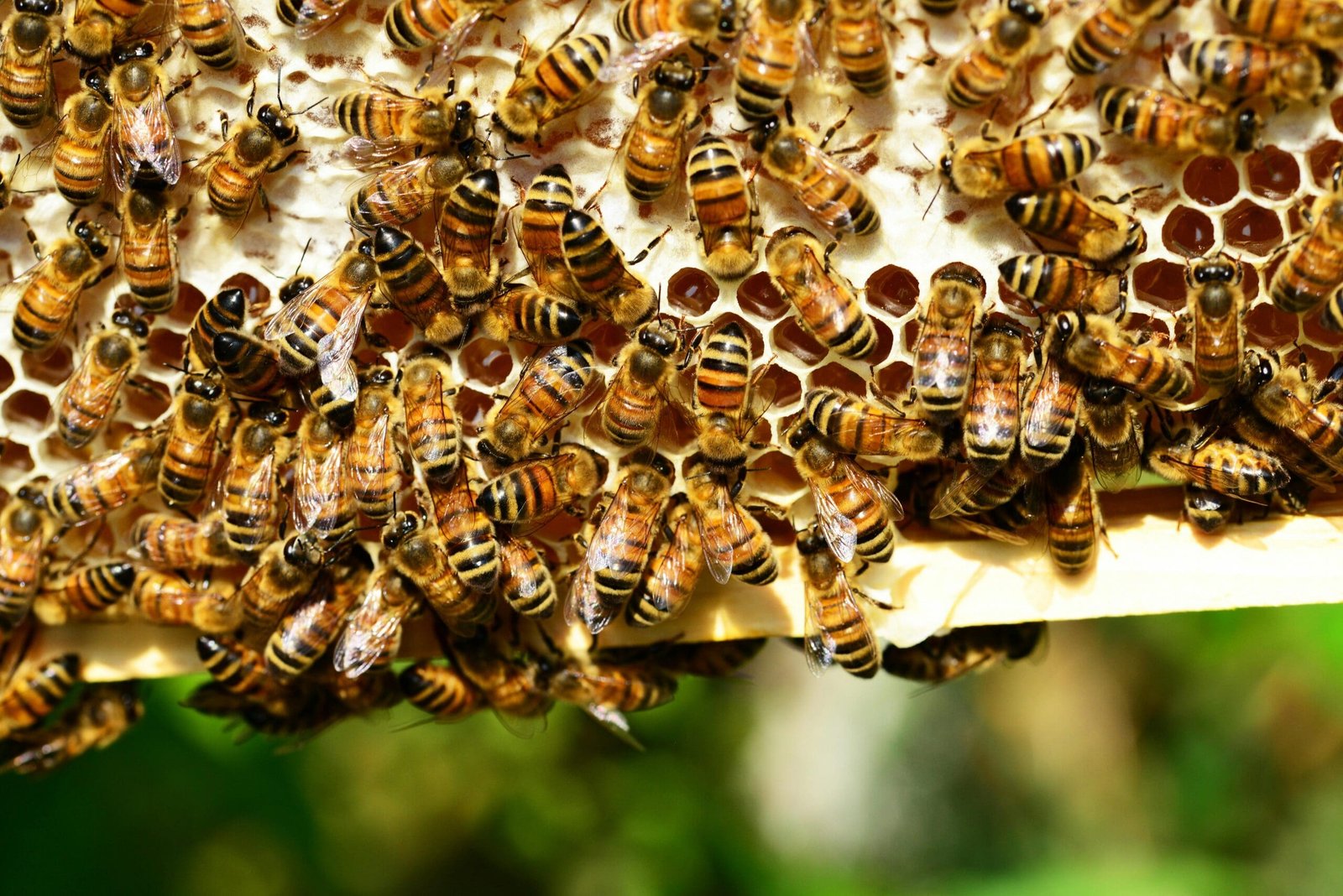 "Palace Coups" and Bees