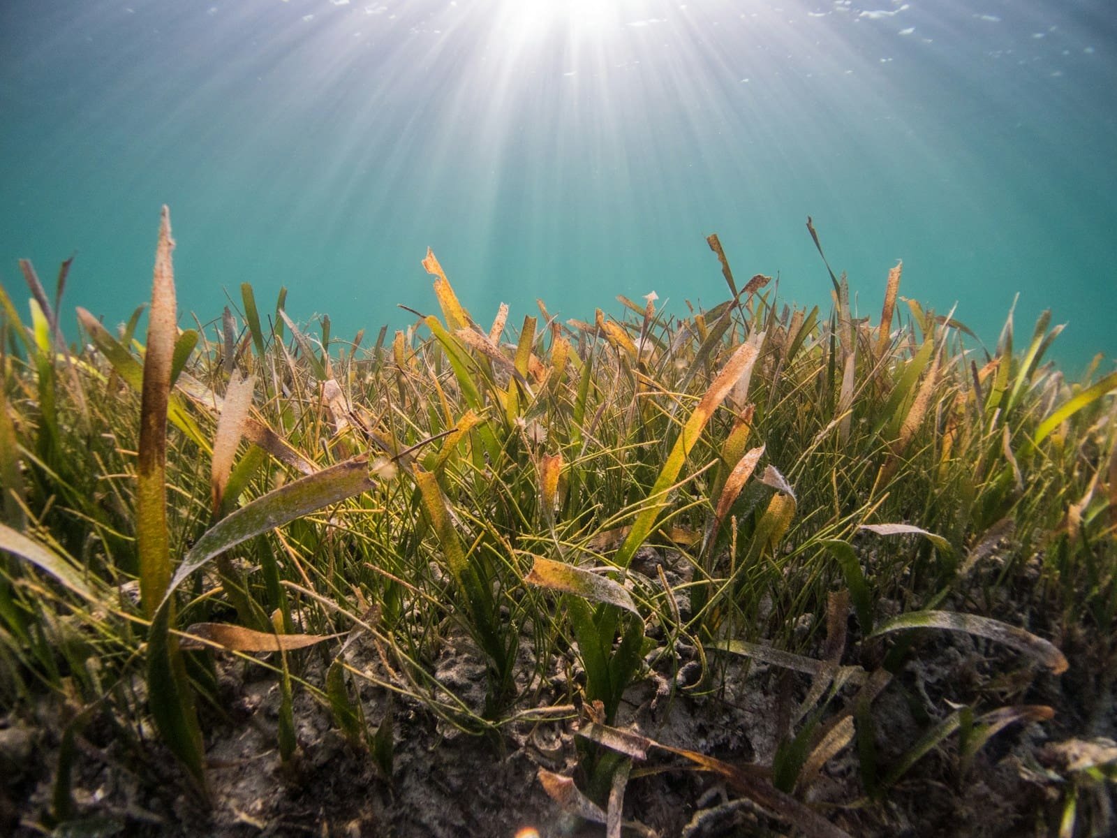 Spain’s First Blue Carbon Project: Andalucía Sets Climate Benchmark