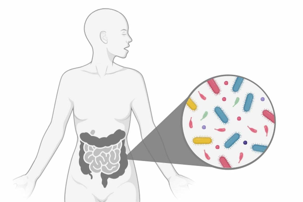 UCLA Scientists Discover Rapid Adaptation of Gut Bacteria to Enhance Human Health