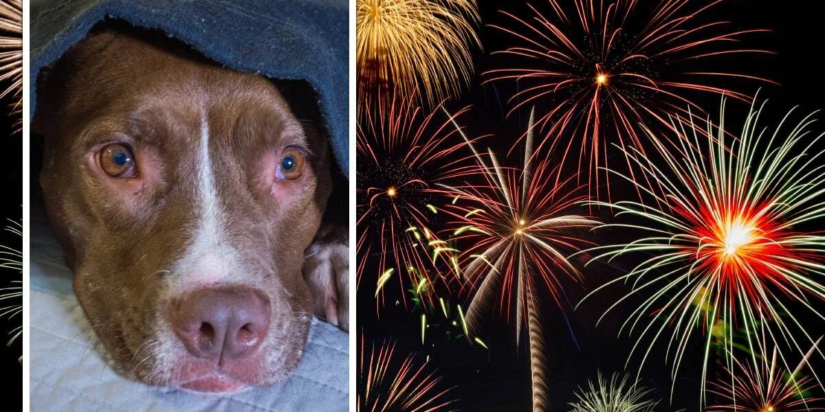 UK Pet Owners Urge Shift to Silent Fireworks Amid Rising Animal Distress