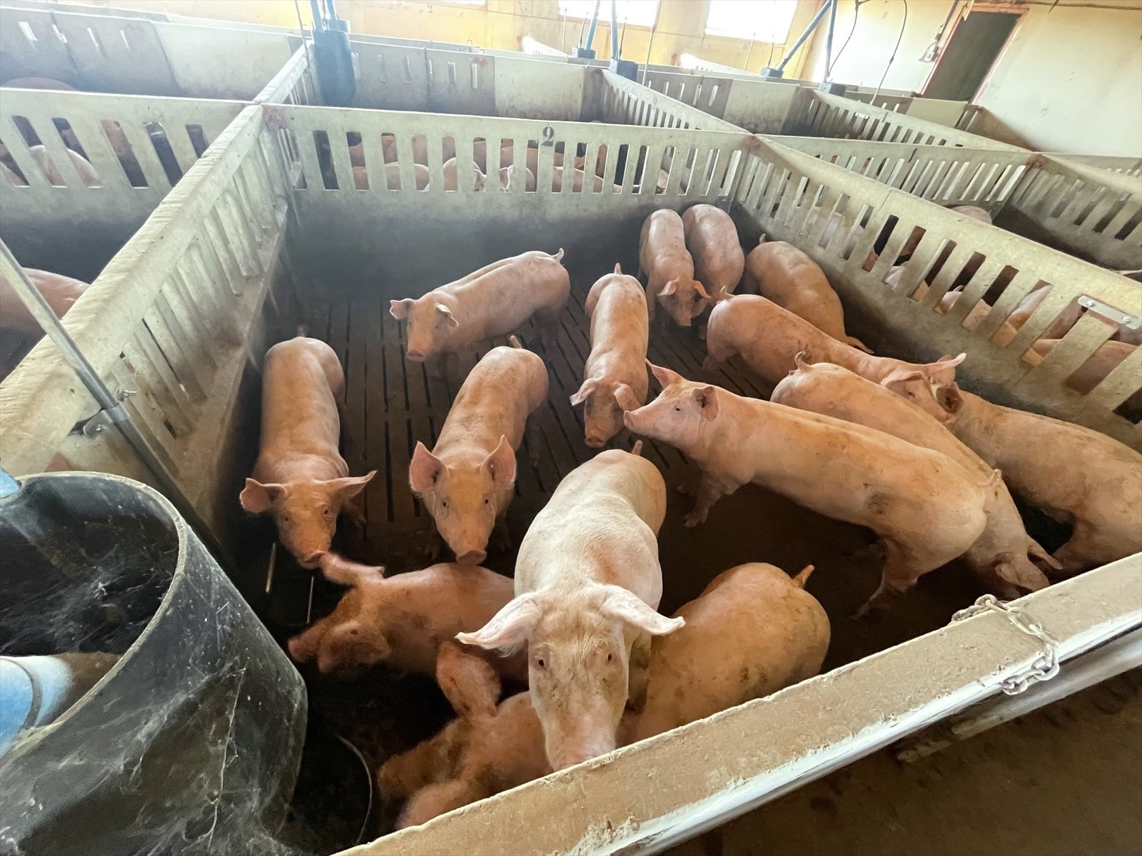 China establishes import tariffs on European pork for the next five years