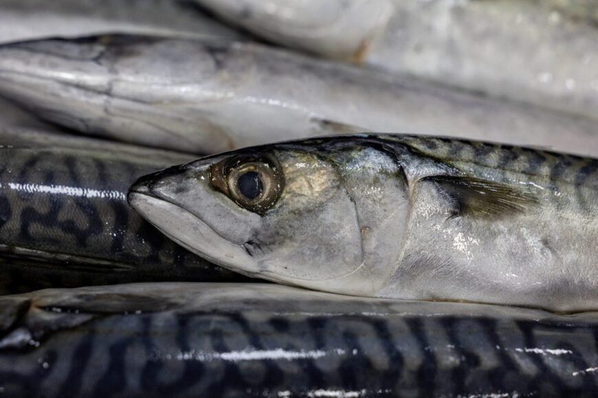 EU Condemns UK-Norway Agreement on Mackerel Overfishing