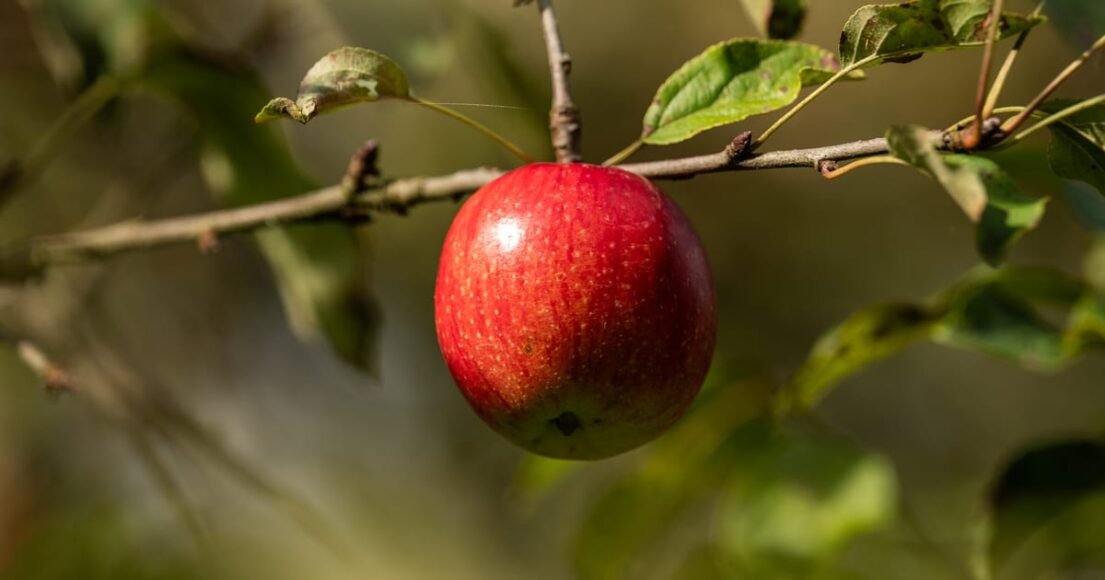 How the EU’s Health Initiatives Benefited Industry