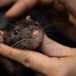 Mustachioed Heroes: Specially Trained Rats Save Lives