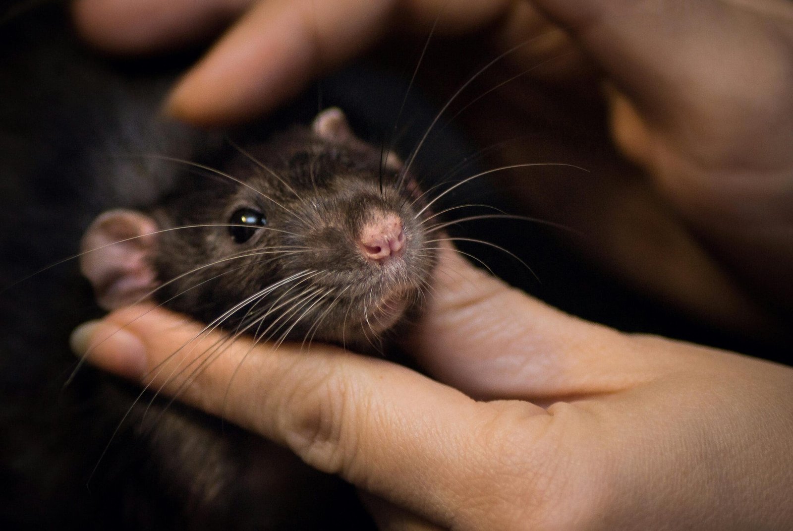 Mustachioed Heroes: Specially Trained Rats to the Rescue