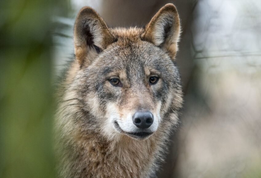 Swedish Court Rejects Licensed Wolf Hunting