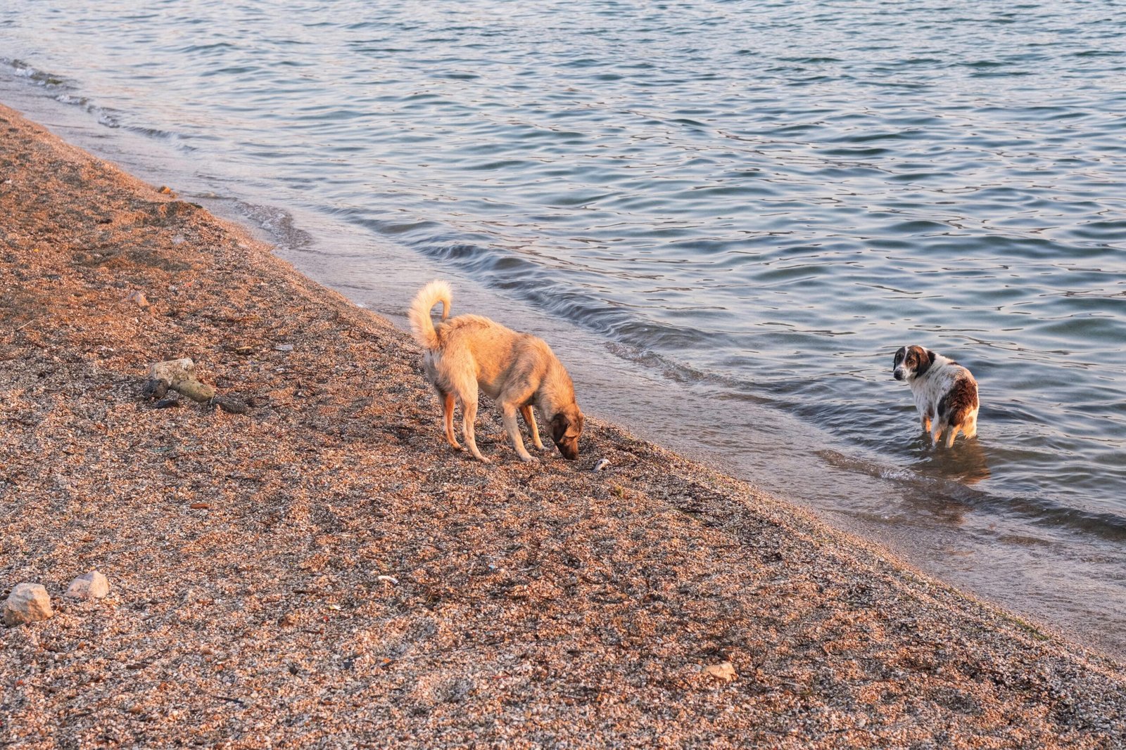Why Dogs Bury Their Bones: A Mystery
