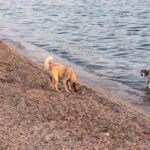 Why Dogs Bury Their Bones: Unraveling the Mystery