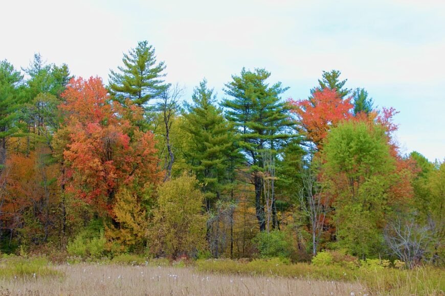 Chad: Africa’s Refuge Shelter Encounters Challenges