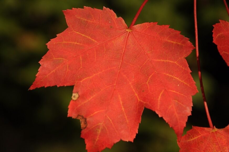 On the Brink of Conflict: Central African Republic’s Challenging Border with Sudan