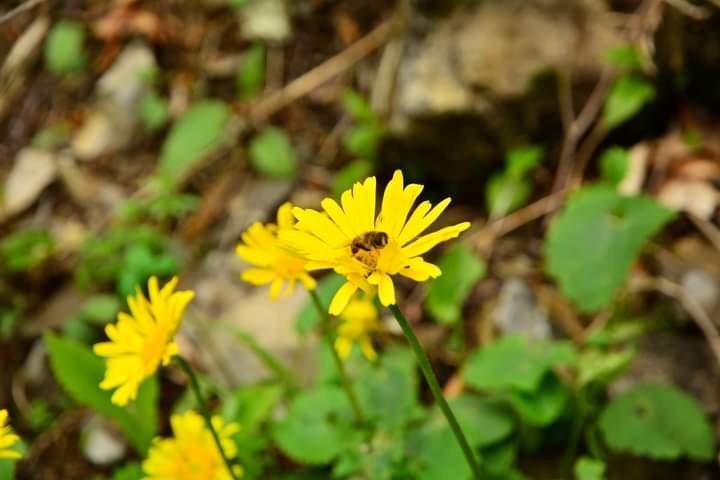 The Environment-Economy Nexus – A Historical Perspective