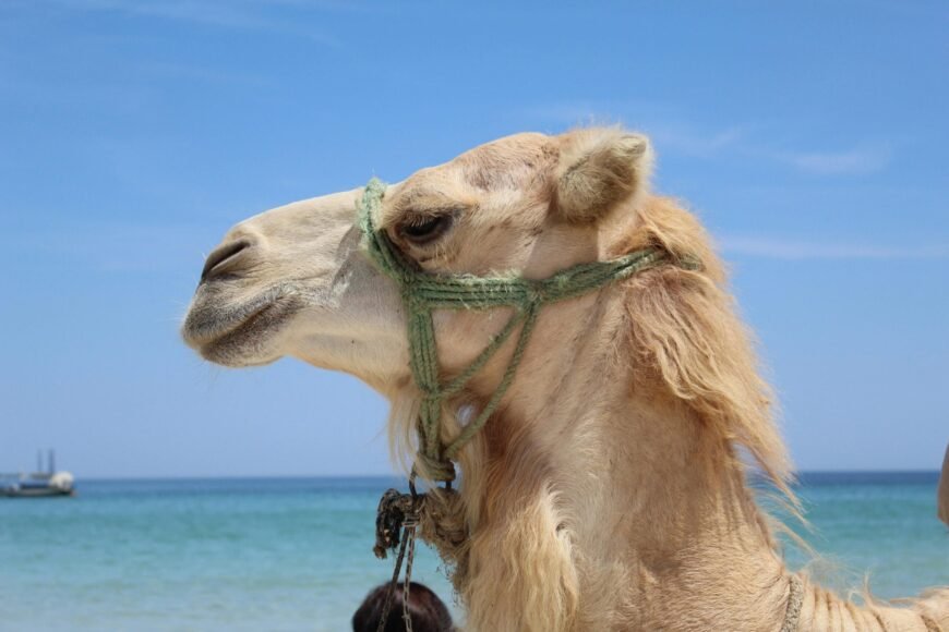 20 Camels Disqualified from Beauty Pageant for Botox Use