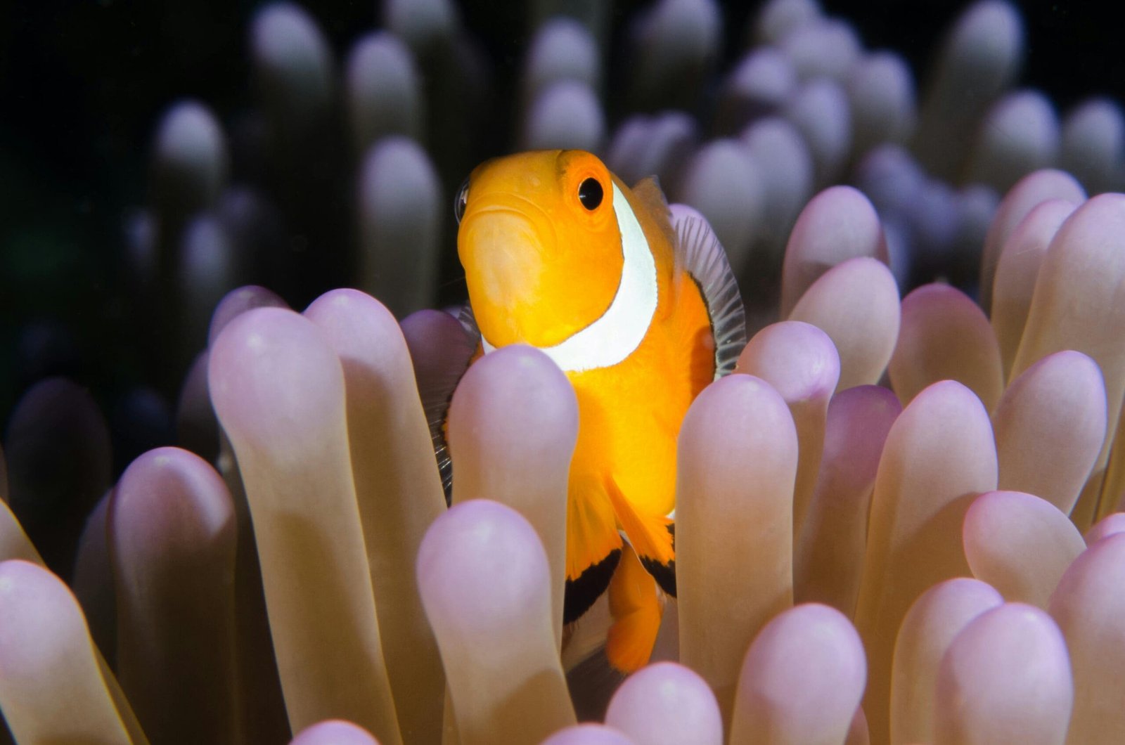 Fish Vision