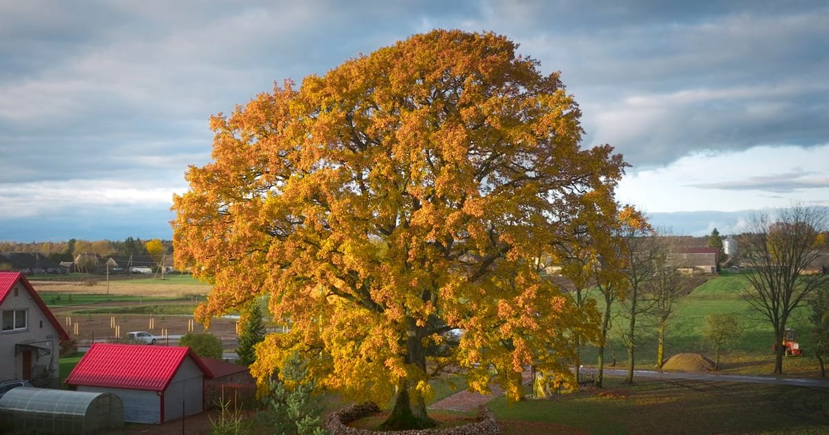 Lithuanian Oak Prevails Over Polish Elm in Tree Eurovision