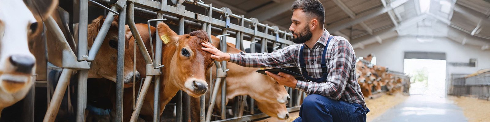 Smart Tech Revitalizes Rural Europe: A Connected Countryside