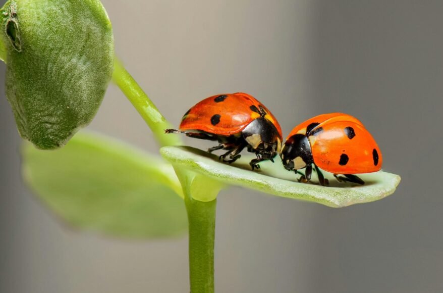 10 Fascinating Facts About Ladybugs