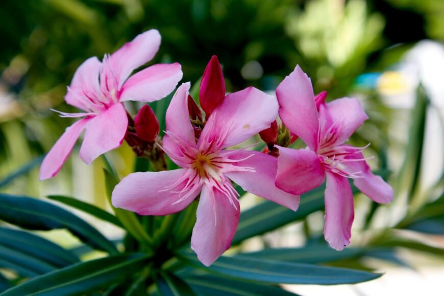 Beautiful but Dangerous: Greece Eliminates Iconic Shrub from Schools and Gardens