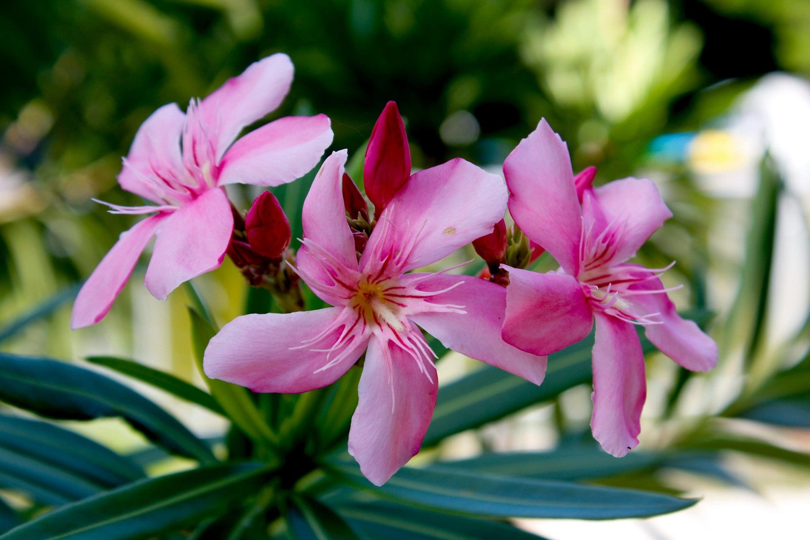 Beautiful but Dangerous: Greece Eliminates Iconic Shrub from Schools and Gardens