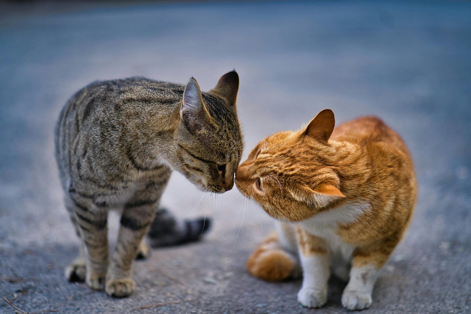 Can Cats Truly Heal?
