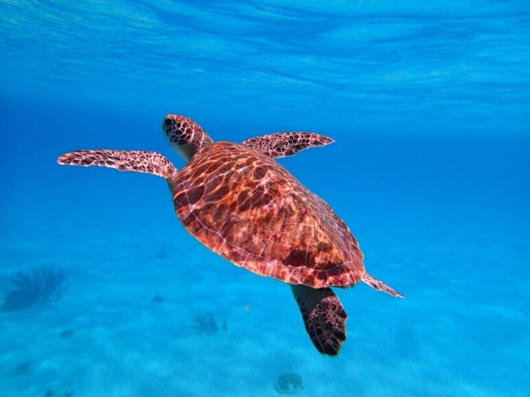 Cyprus Turtle Sanctuary